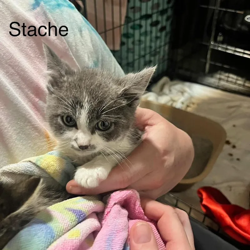 A baby small-sized male Gray / Blue / Silver Domestic Short Hair cat named Stache for adoption in Edwardsville, IL
