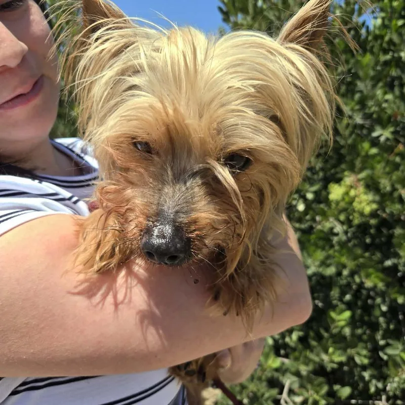 A senior small-sized male Yellow / Tan / Blond / Fawn Yorkshire Terrier dog named Snacker for adoption in Ramona, CA