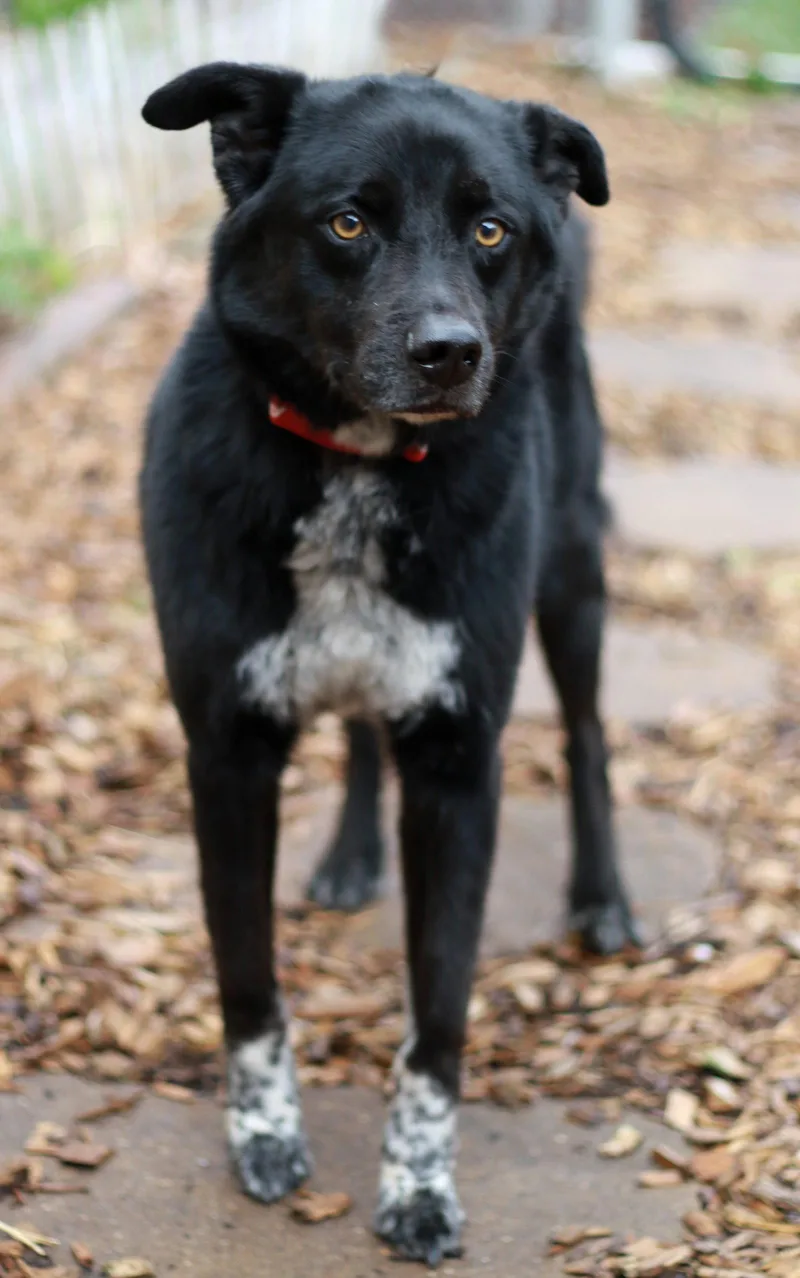 An adult medium-sized male Border Collie dog named Sam for adoption in Mankato, MN