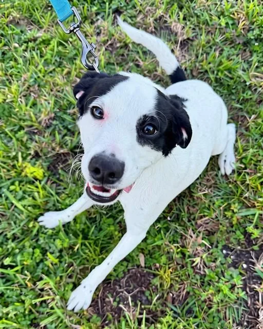 A young small-sized male Wirehaired Terrier dog named Speckle for adoption in Naples, FL