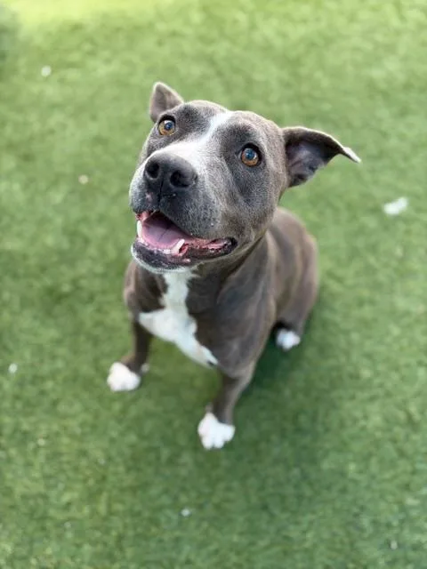 A young medium-sized female Mixed Breed dog named Marie for adoption in Dallas, TX