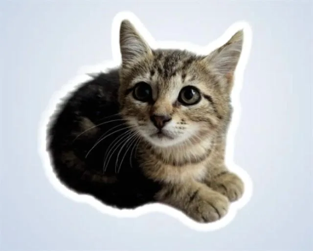 A baby small-sized male Domestic Short Hair cat named Toby for adoption in Sarasota, FL