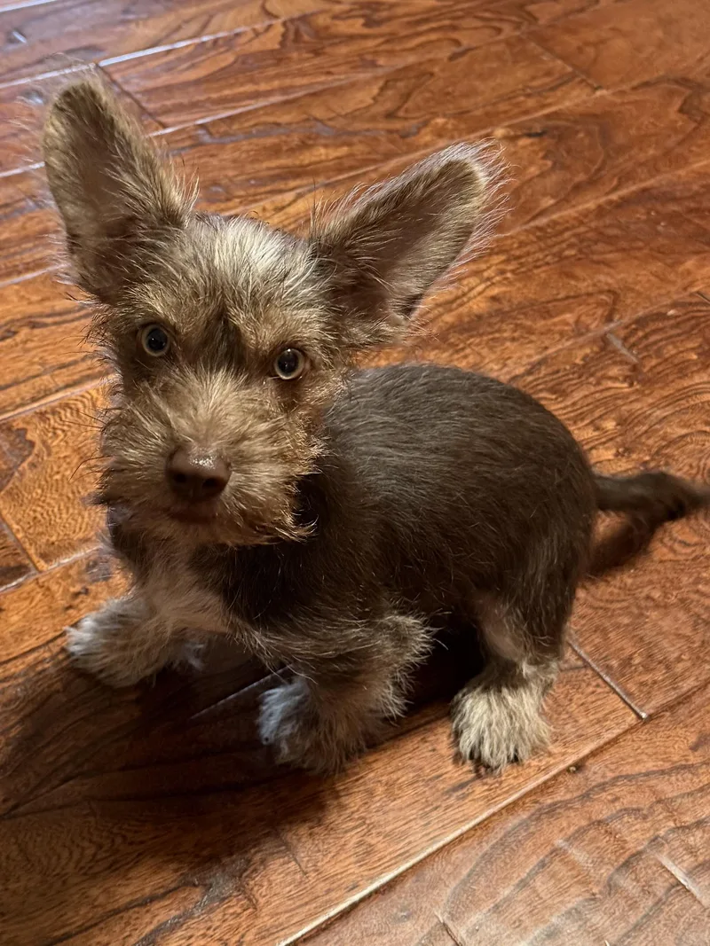 A baby small-sized male Brown / Chocolate Cairn Terrier dog named Conway for adoption in Oklahoma City, OK