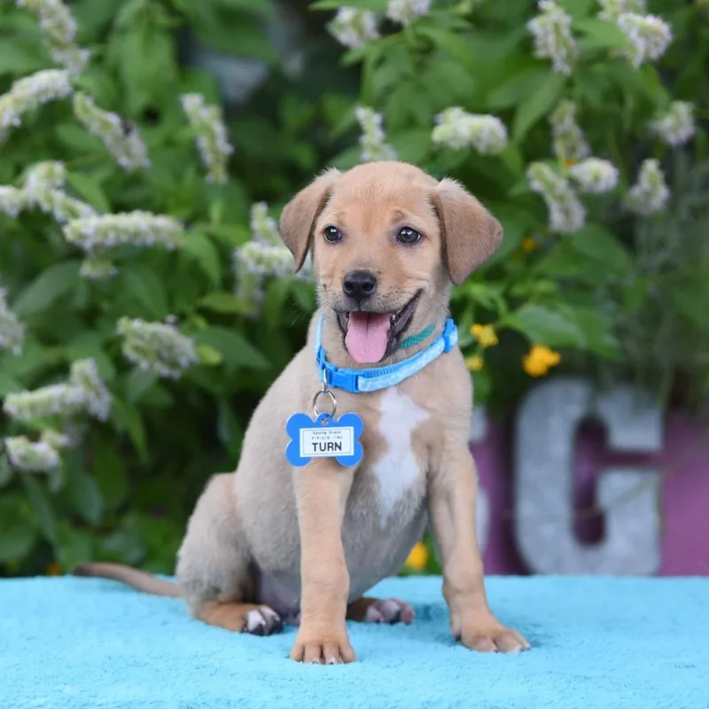 A baby small-sized male Yellow / Tan / Blond / Fawn Labrador Retriever dog named Turn for adoption in Wake Forest, NC