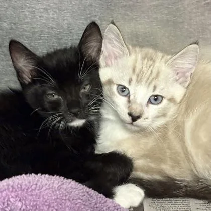 A baby medium-sized female Domestic Short Hair cat named Fifi for adoption in Sacramento, CA