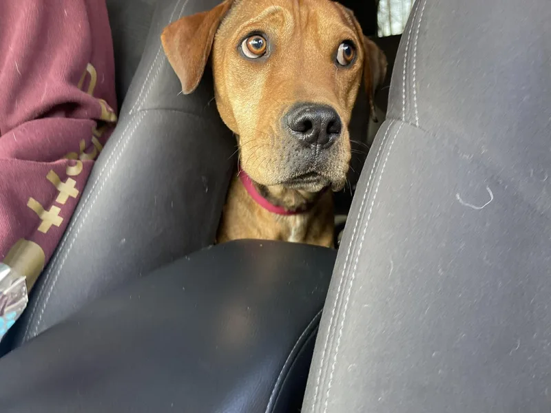 An adult large-sized male Rhodesian Ridgeback dog named Boots for adoption in Clinton, WI
