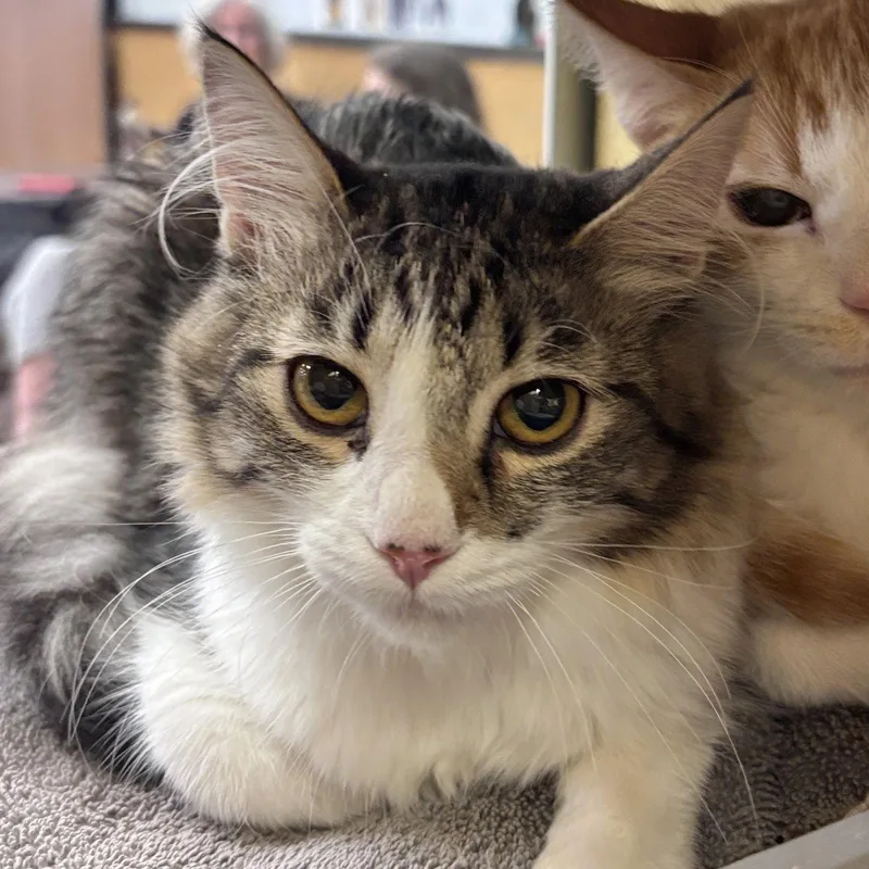 A young medium-sized female Domestic Medium Hair cat named River for adoption in Sonora, CA