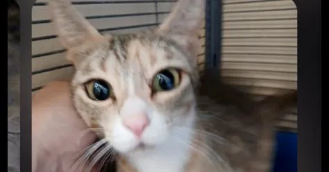 An adult medium-sized female Orange & White Domestic Short Hair cat named Gemma for adoption in Thatcher, AZ