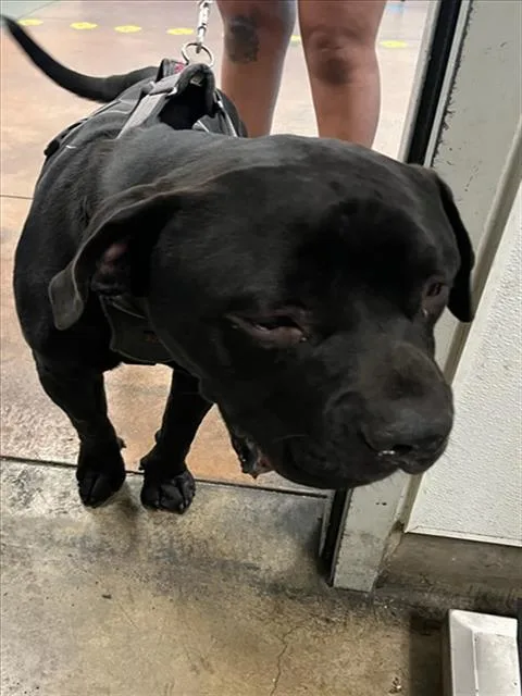 A young medium-sized male American Staffordshire Terrier dog named Billy for adoption in Van Nuys, CA