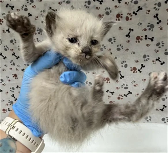 A baby small-sized female Domestic Short Hair cat named Cookies for adoption in Riverside, CA
