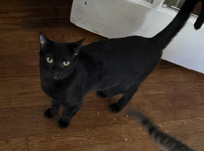 Toto =^.^= thumbnail 3