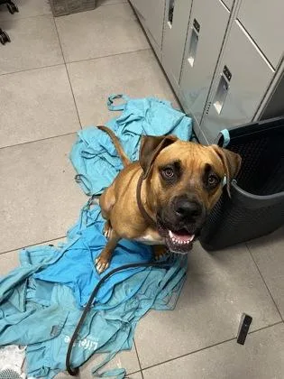 An adult medium-sized male Mixed Breed dog named Monaco for adoption in Atlanta, GA
