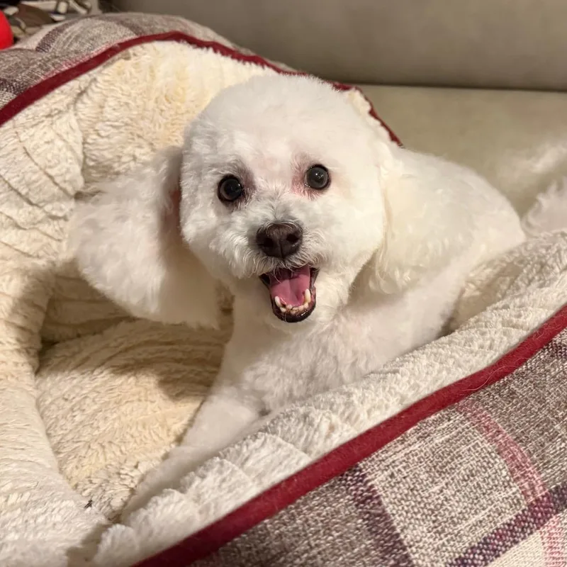 An adult small-sized male White / Cream Poodle (Toy) dog named Snoopy for adoption in Phoenix, AZ