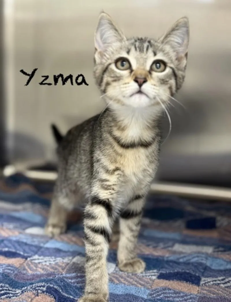 A baby medium-sized female Domestic Short Hair cat named Yzma for adoption in Pawleys Island, SC