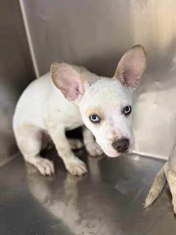 A baby small-sized male Pit Bull Terrier dog named Ferb for adoption in Riverside, CA