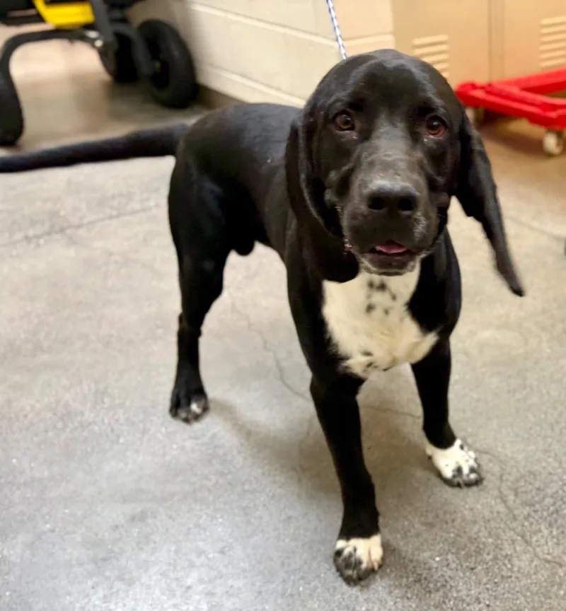 A baby medium-sized male Mixed Breed dog named Goofy for adoption in Rome, GA