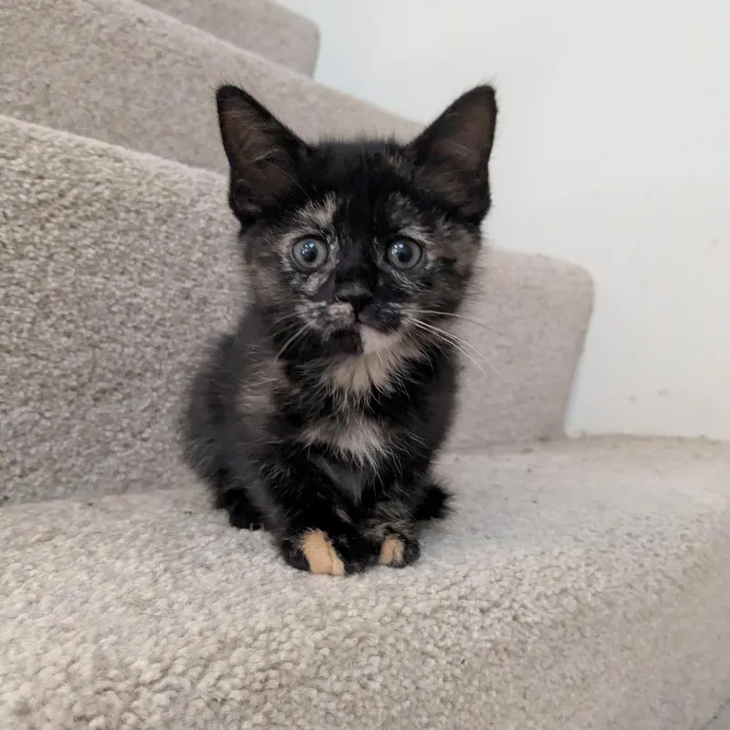 A baby small-sized female Black Domestic Short Hair cat named Pam Beesly In Halethorpe for adoption in Alexandria, VA