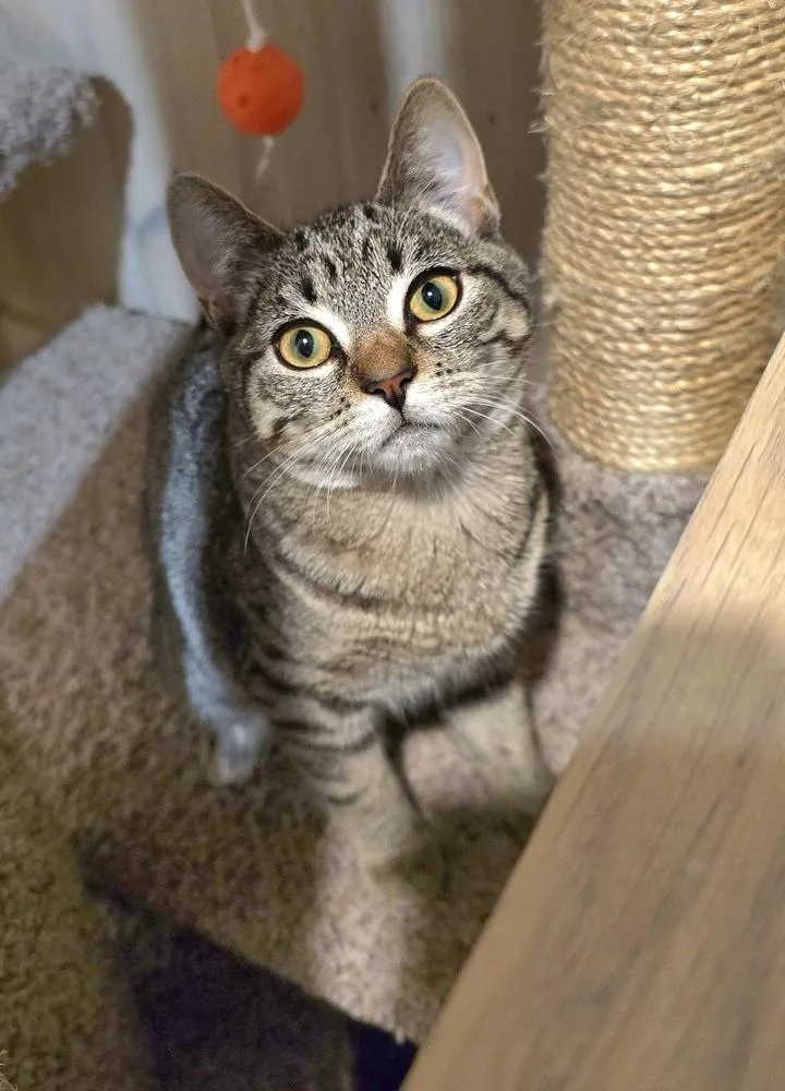 A baby small-sized female Brown / Chocolate Domestic Short Hair cat named Pizookie for adoption in Vancouver, WA