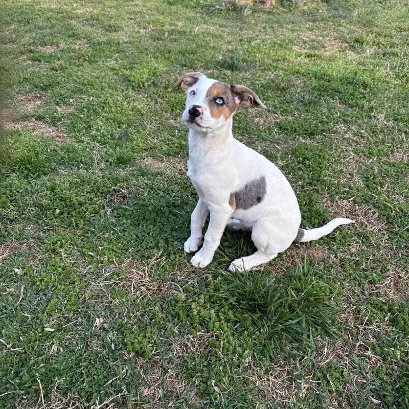 A baby medium-sized female White / Cream Mixed Breed dog named Lexie Grey for adoption in Fredericksburg, VA