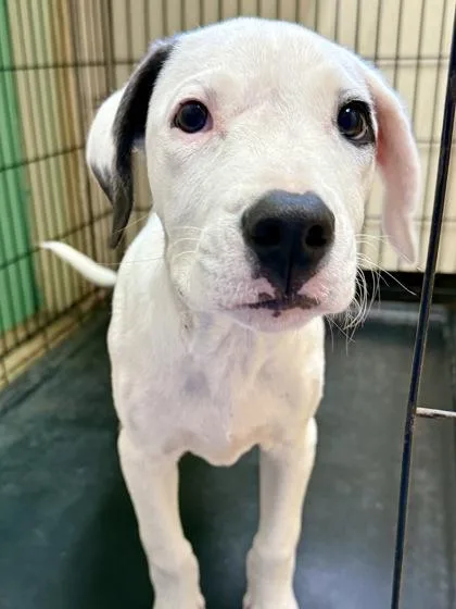 A young small-sized male American Staffordshire Terrier dog named Horseradish for adoption in San Antonio, TX