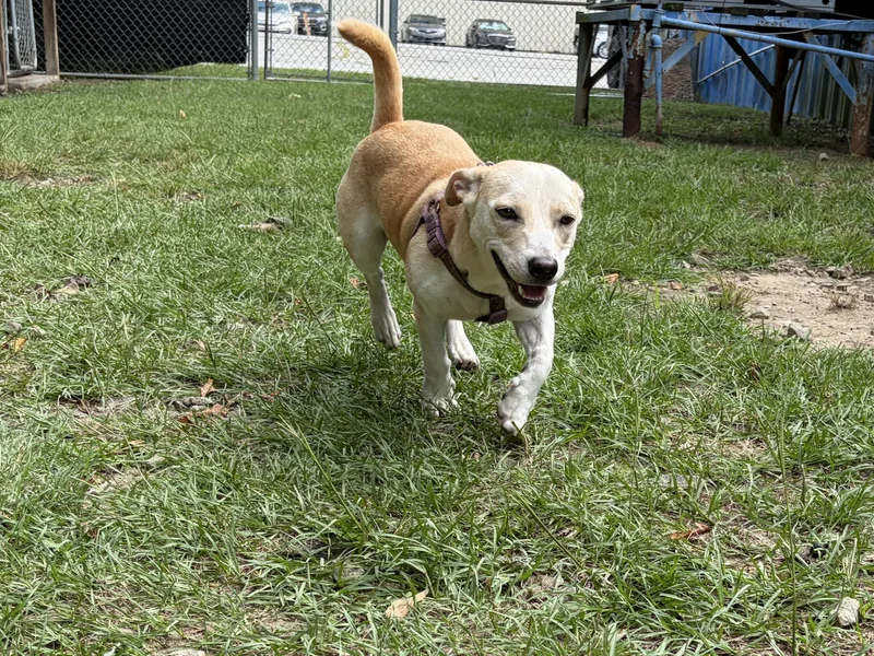 A young medium-sized male Yellow / Tan / Blond / Fawn Basset Hound dog named Toby for adoption in Perry, GA