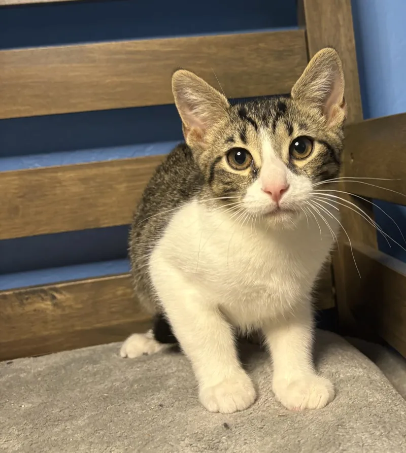 A baby small-sized male Gray / Blue / Silver Domestic Short Hair cat named Brulee Vibez for adoption in Chandler, AZ