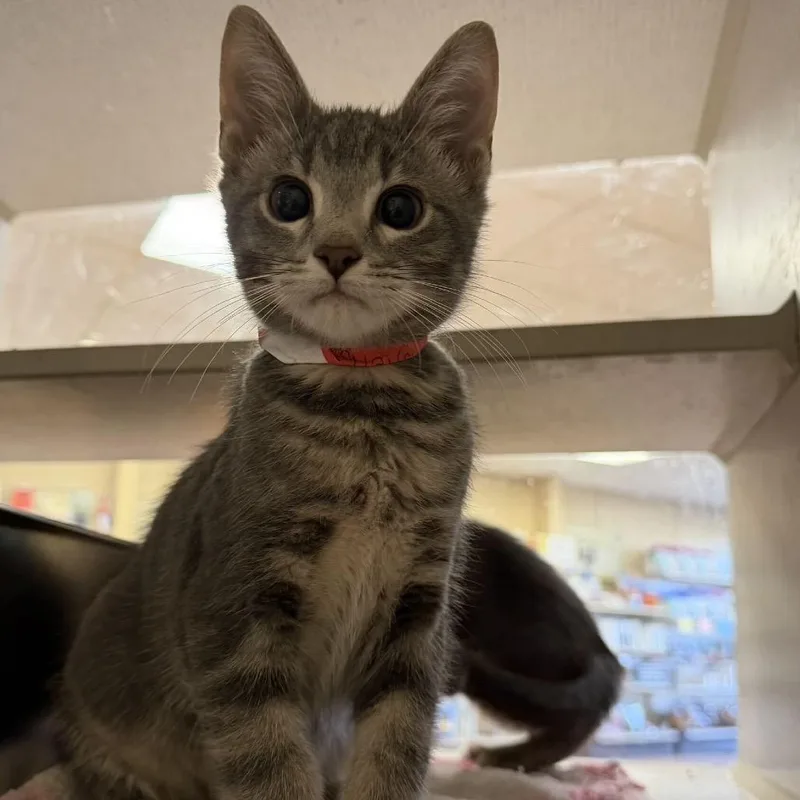A baby small-sized male Gray / Blue / Silver Domestic Short Hair cat named Cream for adoption in Buffalo, MN