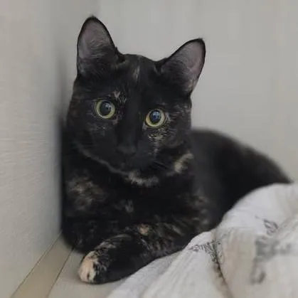 A young small-sized female Tortoiseshell Domestic Short Hair cat named Miniboss for adoption in Fredericksburg, VA