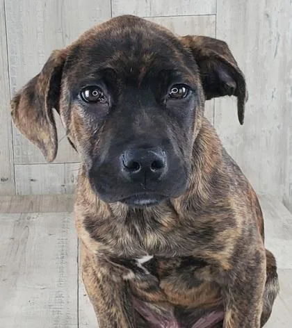 Kovu