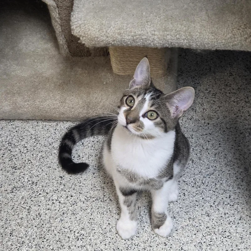 A baby small-sized male Tabby (Buff / Tan / Fawn) Domestic Short Hair cat named Bugsy for adoption in Carthage, NC