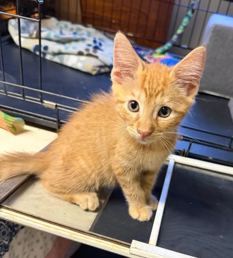 A baby small-sized male Tabby (Orange / Red) Domestic Short Hair cat named Leroy for adoption in Breinigsville, PA