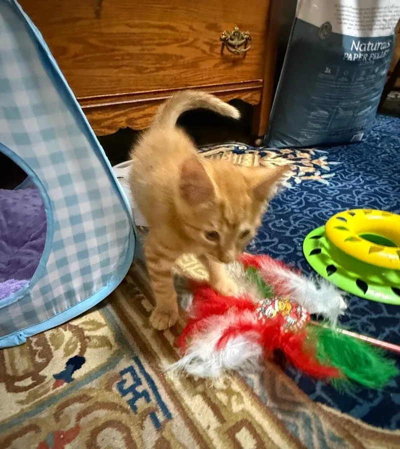 Leroy thumbnail 3