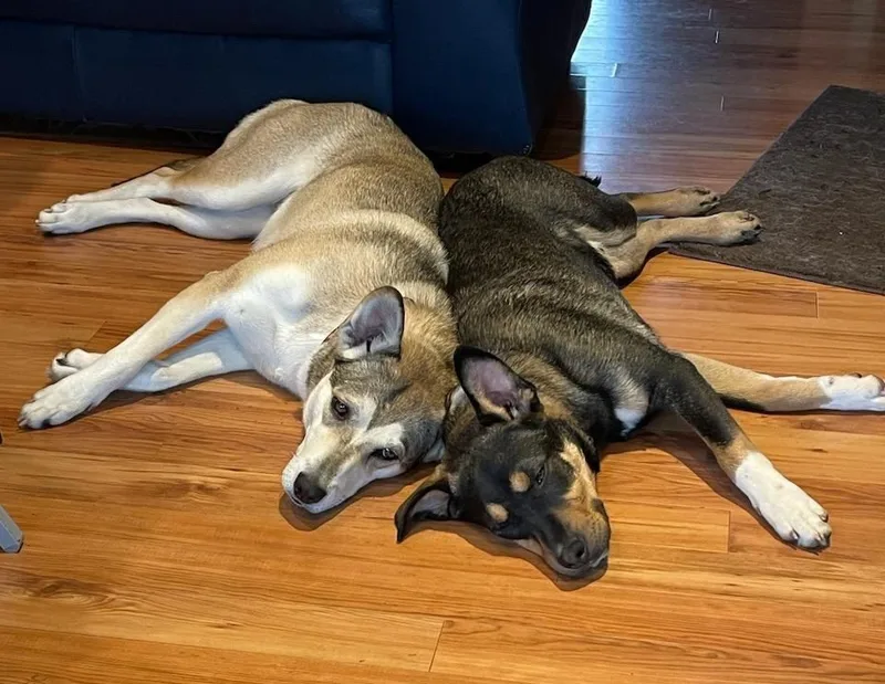 Sierra  Dbr thumbnail 2