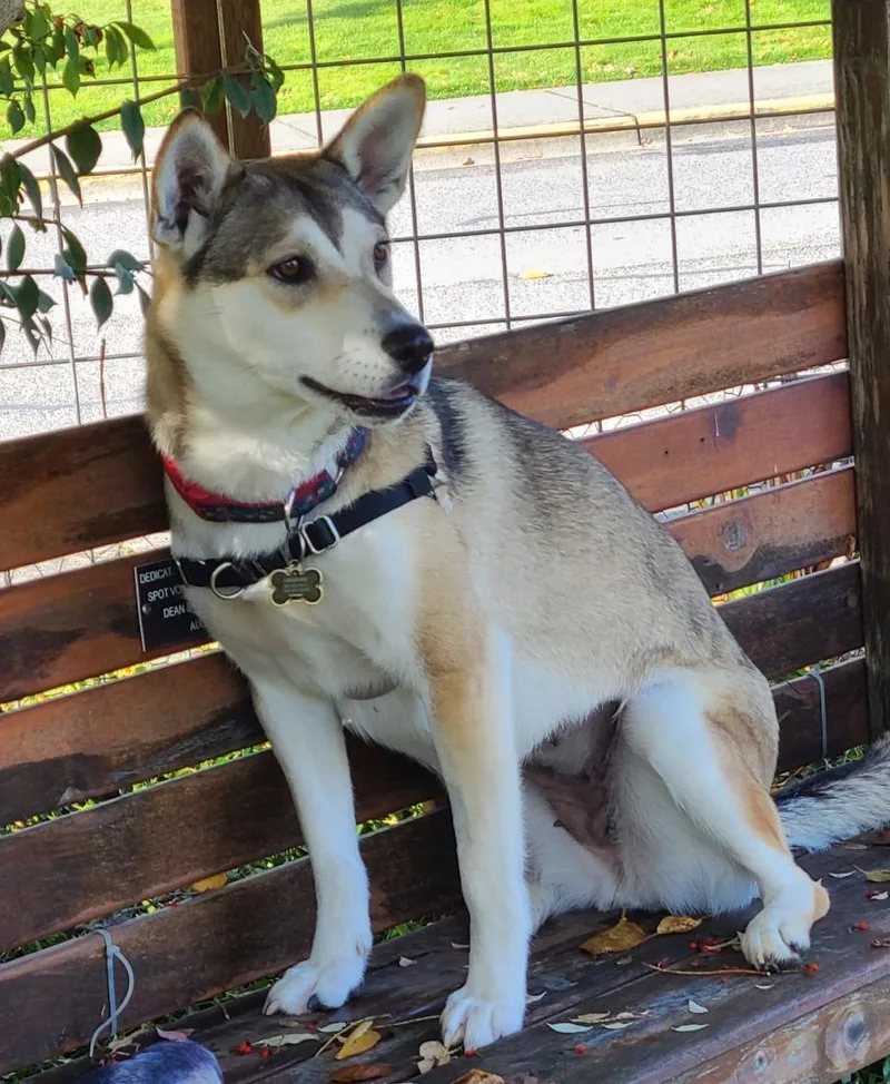 Sierra  Dbr thumbnail 3