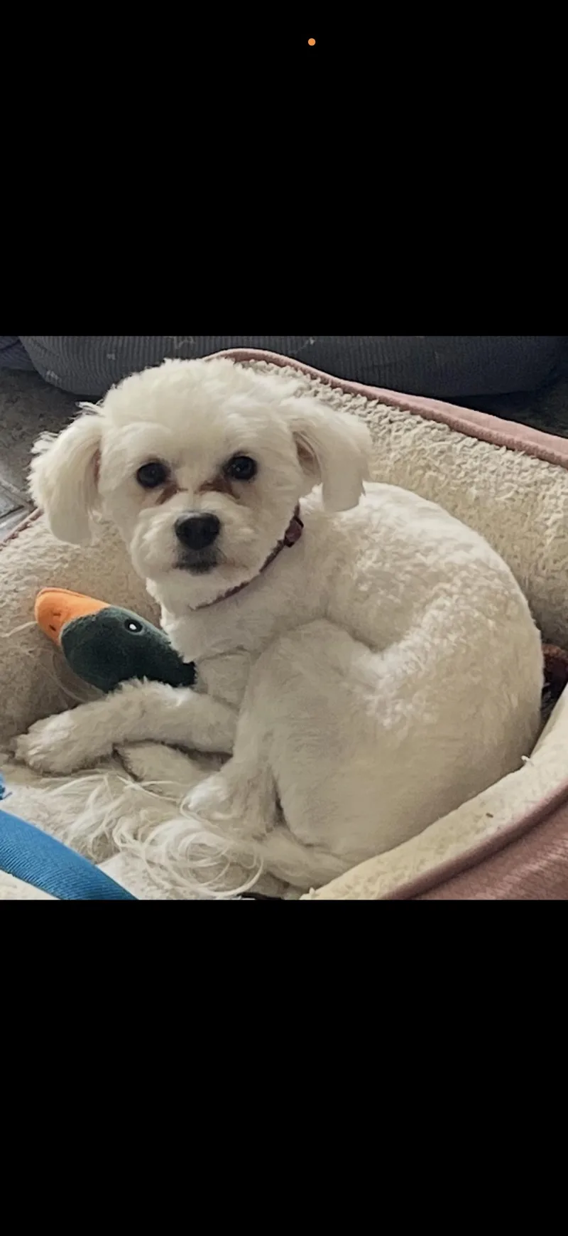 A young small-sized female White / Cream Maltipoo dog named Luna  The Cutest for adoption in Citrus Heights, CA