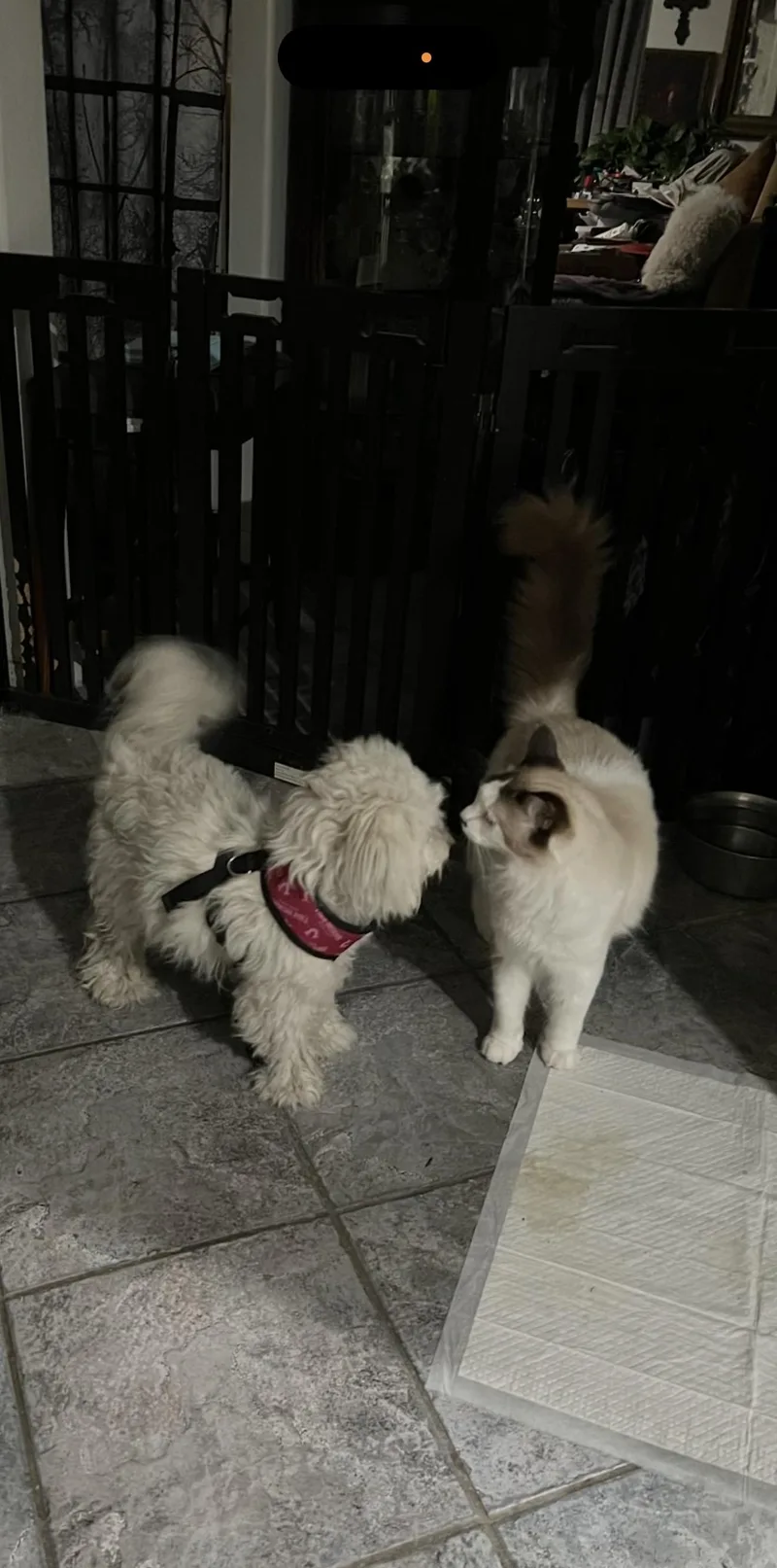 Luna  The Cutest thumbnail 2
