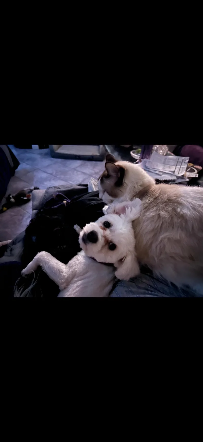 Luna  The Cutest thumbnail 3