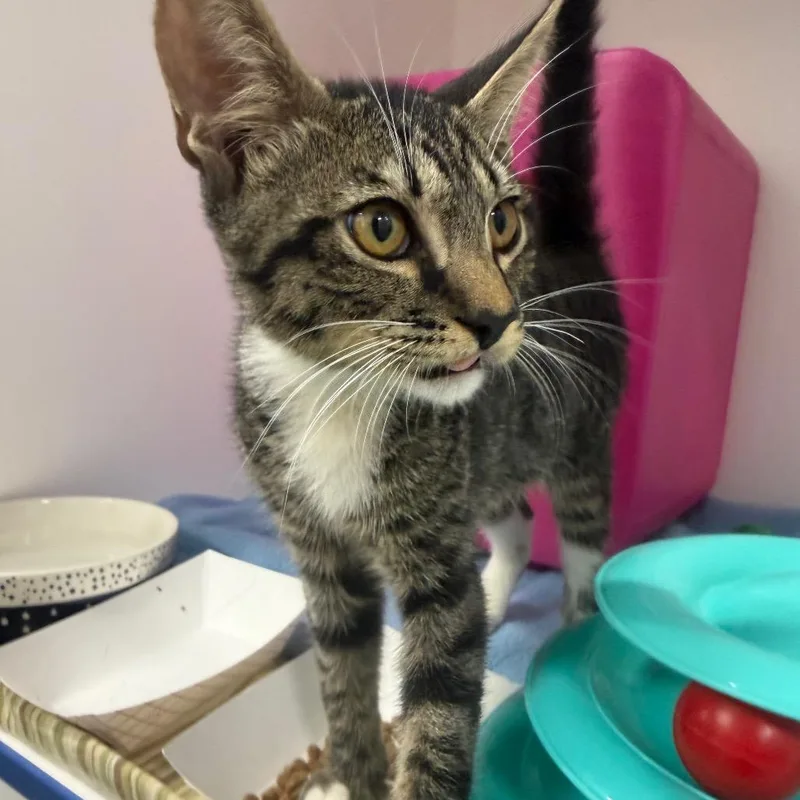 A baby small-sized male Brown / Chocolate Domestic Short Hair cat named Dempsy for adoption in Tampa, FL