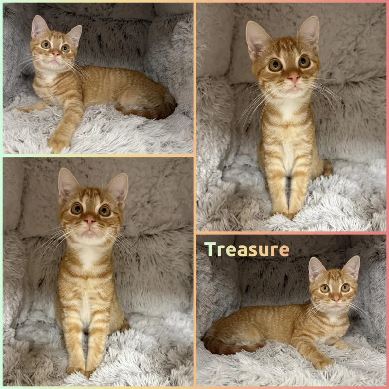 A baby small-sized female Tabby (Orange / Red) Domestic Short Hair cat named Treasure for adoption in Louisville, KY