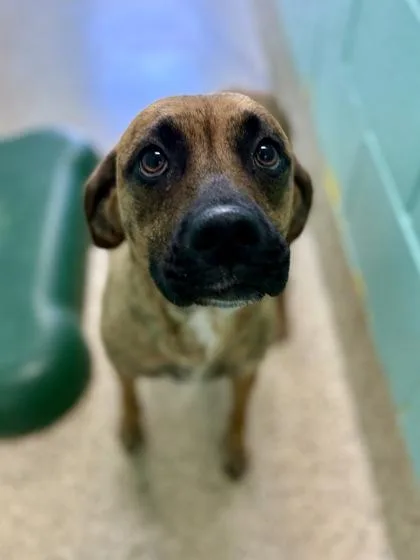 A young medium-sized female Black Mouth Cur dog named Minnie for adoption in Picayune, MS