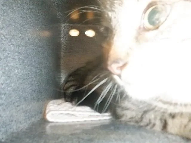 A young small-sized female Domestic Short Hair cat named Tullip for adoption in San Jose, CA