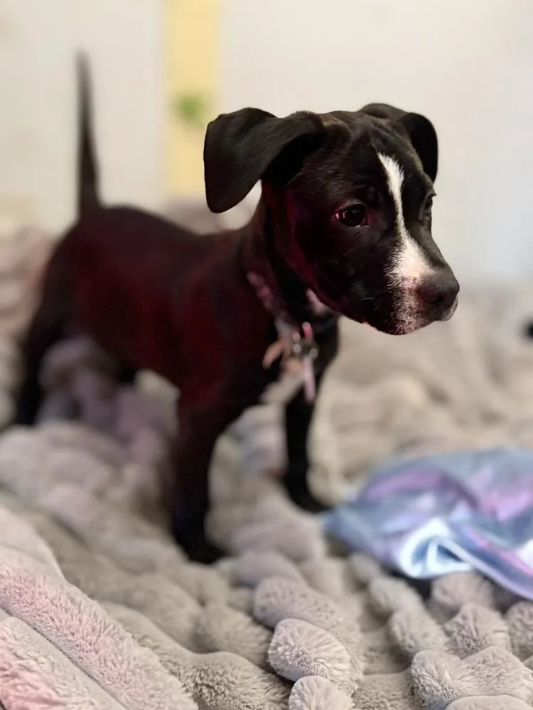 A baby small-sized male Tricolor (Brown, Black, & White) Labrador Retriever dog named Timmy for adoption in Amherst, NY