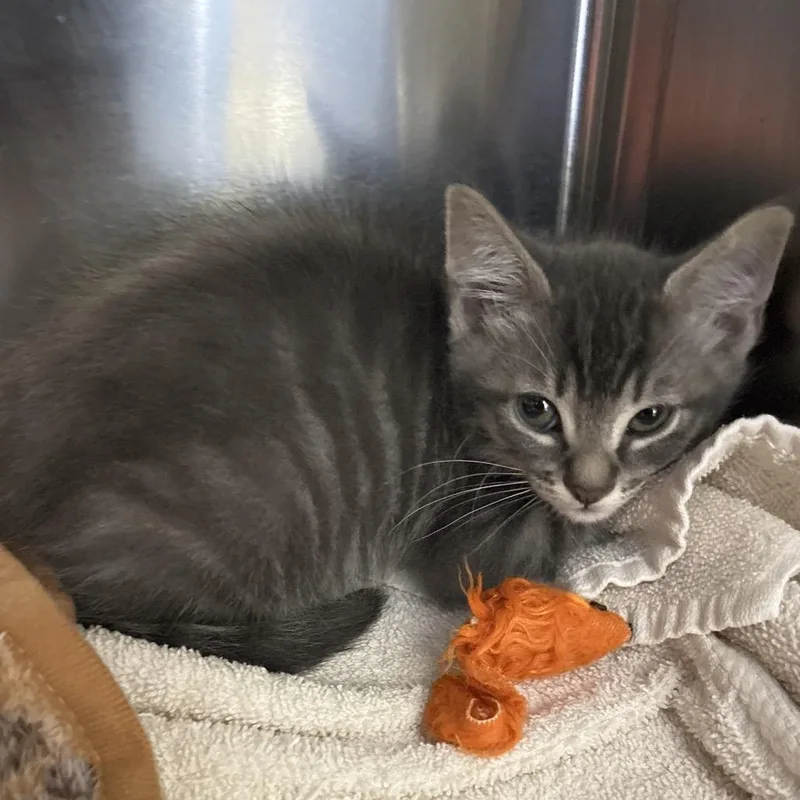 A baby small-sized male Gray / Blue / Silver Domestic Short Hair cat named Dipper for adoption in Hawthorne, CA