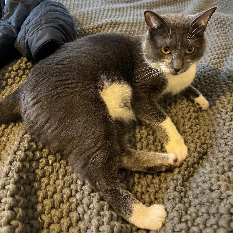 An adult large-sized female Gray / Blue / Silver Domestic Short Hair cat named Jade for adoption in Asheville, NC