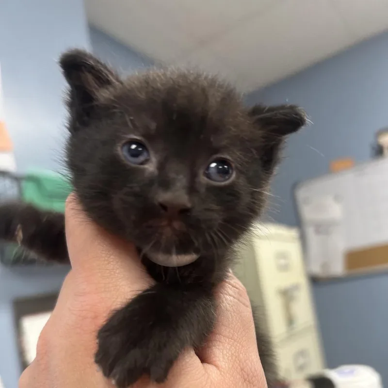 A baby small-sized male Black Domestic Short Hair cat named Edgar for adoption in St Joseph, MO