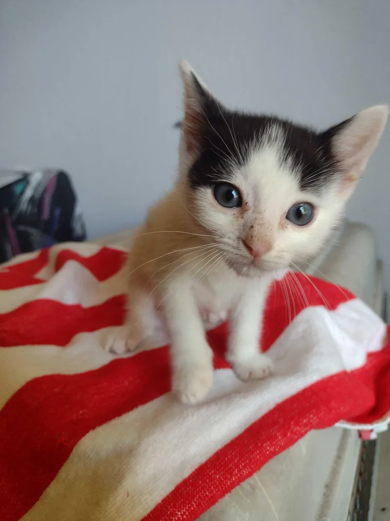 A baby small-sized male Domestic Short Hair cat named Weebles for adoption in Dixon, CA