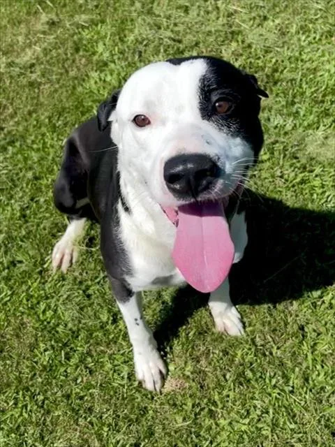 An adult medium-sized male Pit Bull Terrier dog named Milk for adoption in Appling, GA