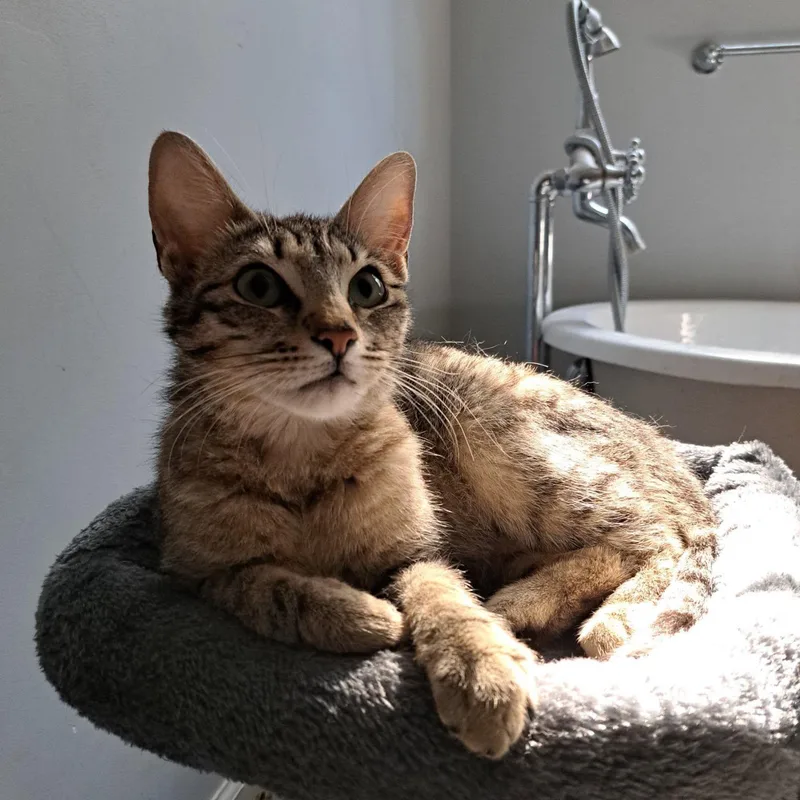 An adult large-sized female Tortoiseshell American Shorthair cat named Tiki for adoption in Agua Dulce, CA