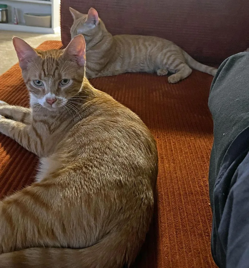 A baby medium-sized male Domestic Short Hair cat named Huck for adoption in Youngsville, NC