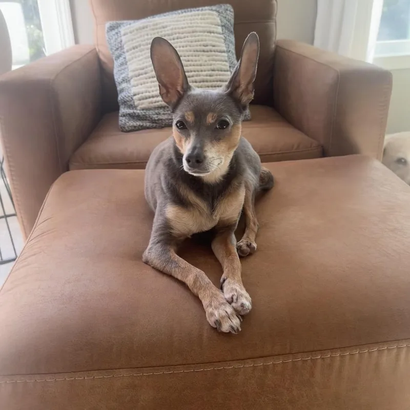 ALPHARETTA  Bunny thumbnail 2